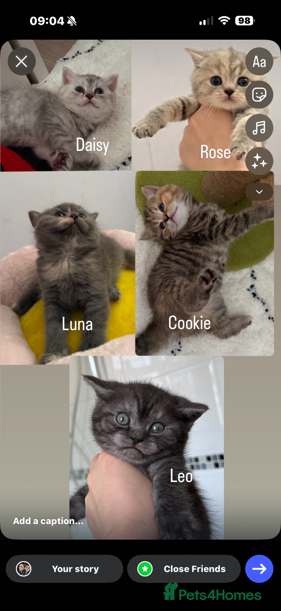British Shorthair cats Cutest bsh babies 🤍🦋🤍  - Advert 3