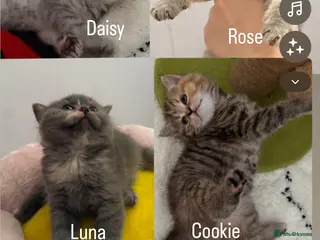 British Shorthair cats Cutest bsh babies 🤍🦋🤍 - Advert 3
