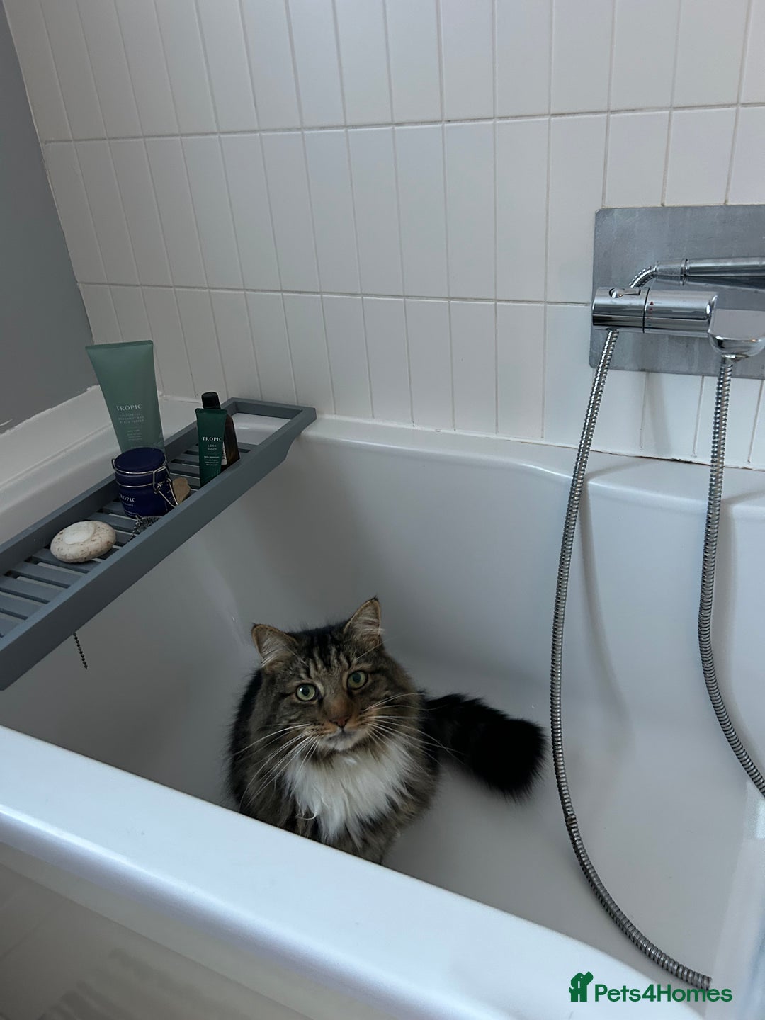 British Longhair cats for sale: Incredibly Beautiful British Longhair Male Cat - Advert 12