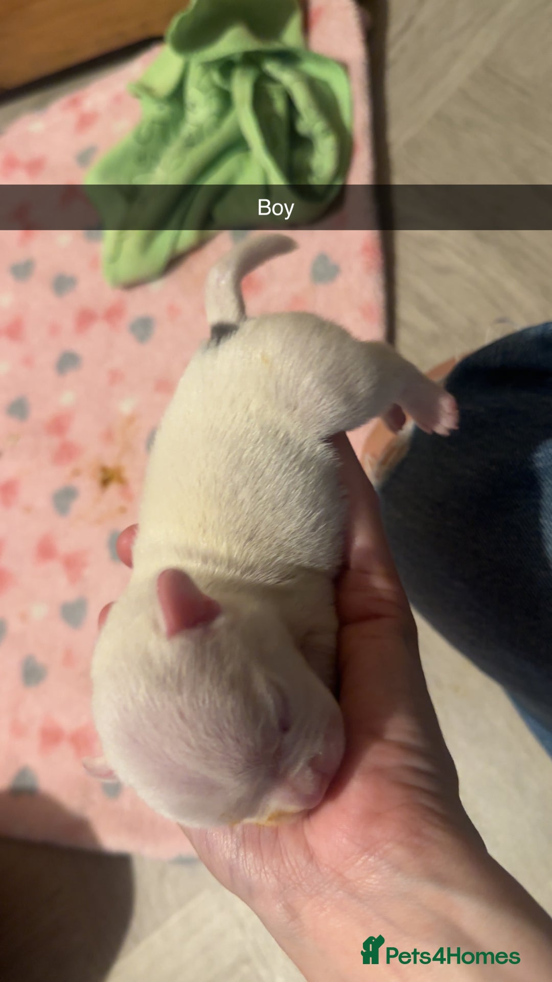 French Bulldog dogs for sale: French bulldog puppies - Image 6