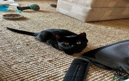 Domestic Shorthair cats for adoption: Holly & Ivy, can be homed together or separately - Image 4
