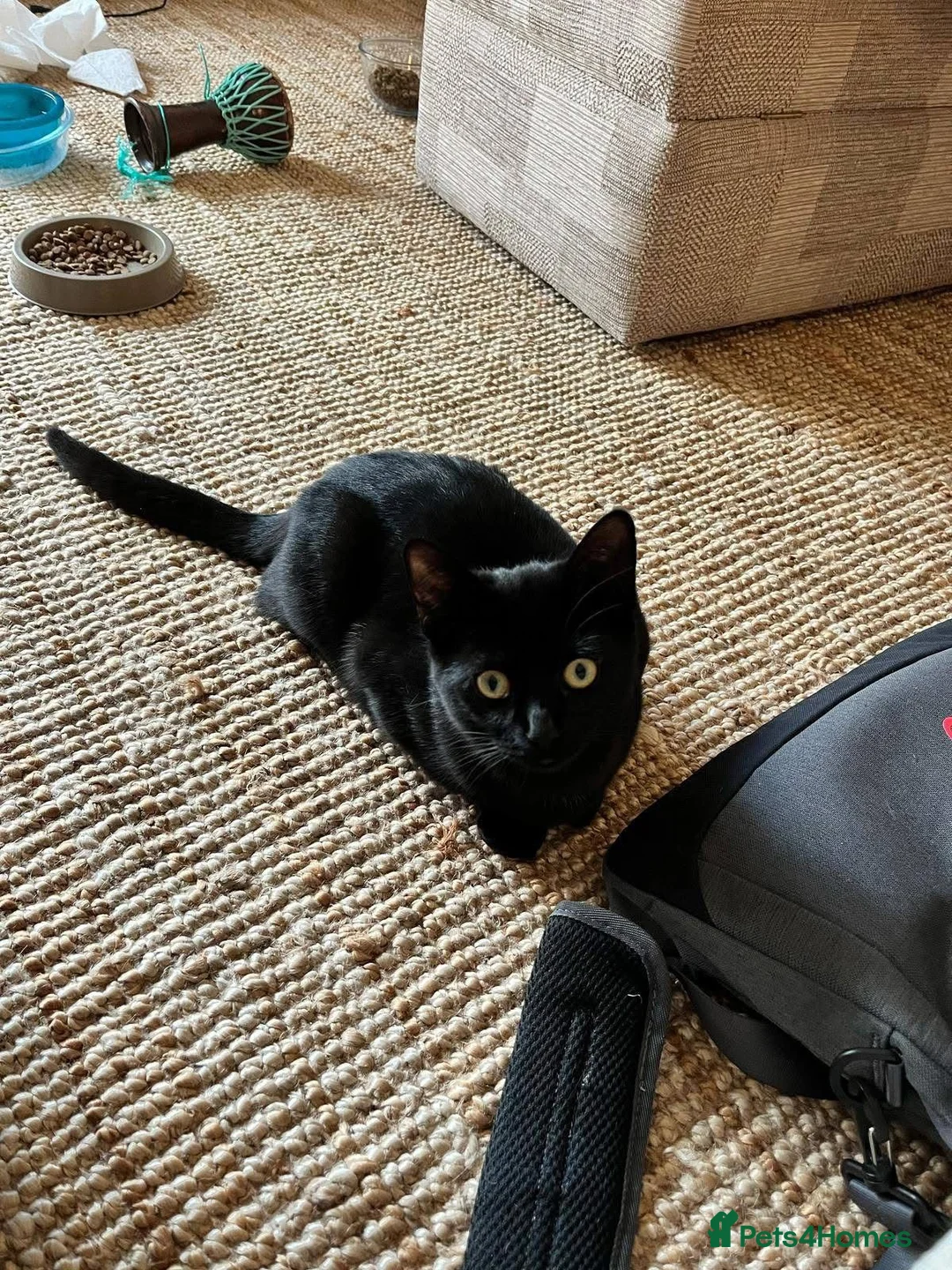 Domestic Shorthair cats for adoption: Holly & Ivy, 18 month old sisters   - Advert 7