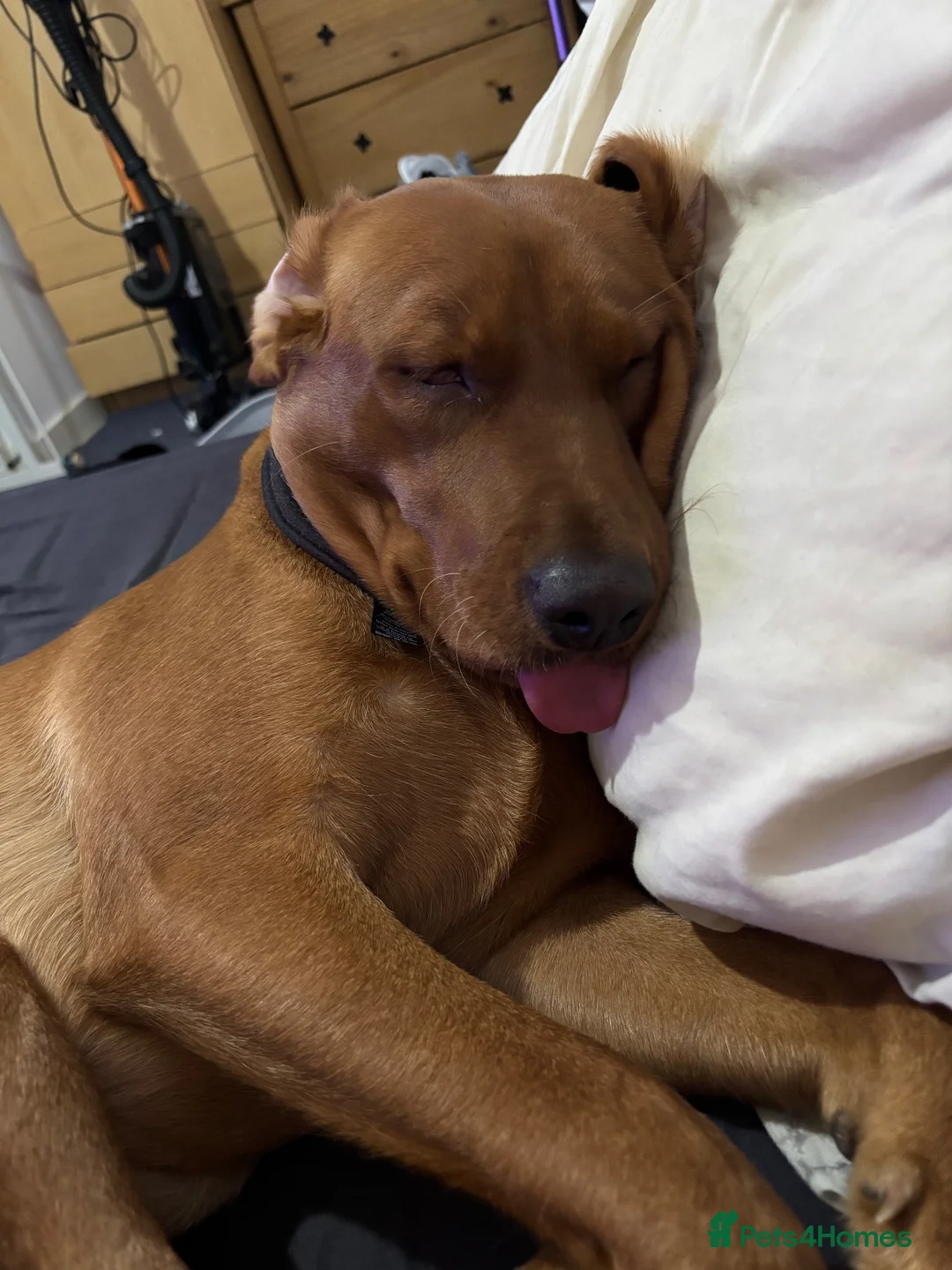 Labrador Retriever dogs for sale: Fox red labrador for sale - Advert 3