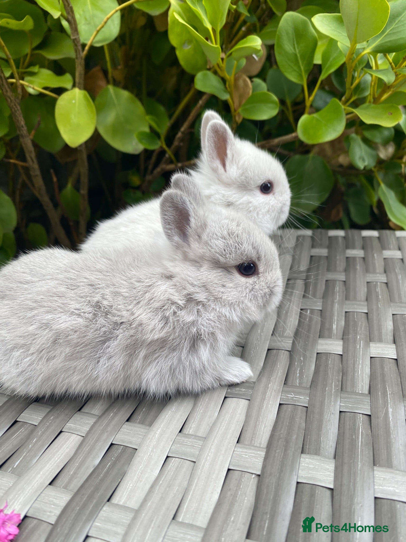 Netherland Dwarf rabbits  Purebred Netherland Dwarf  - Advert 2