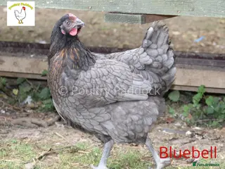 Hens poultry Garden Hens in Newcastle - Advert 4