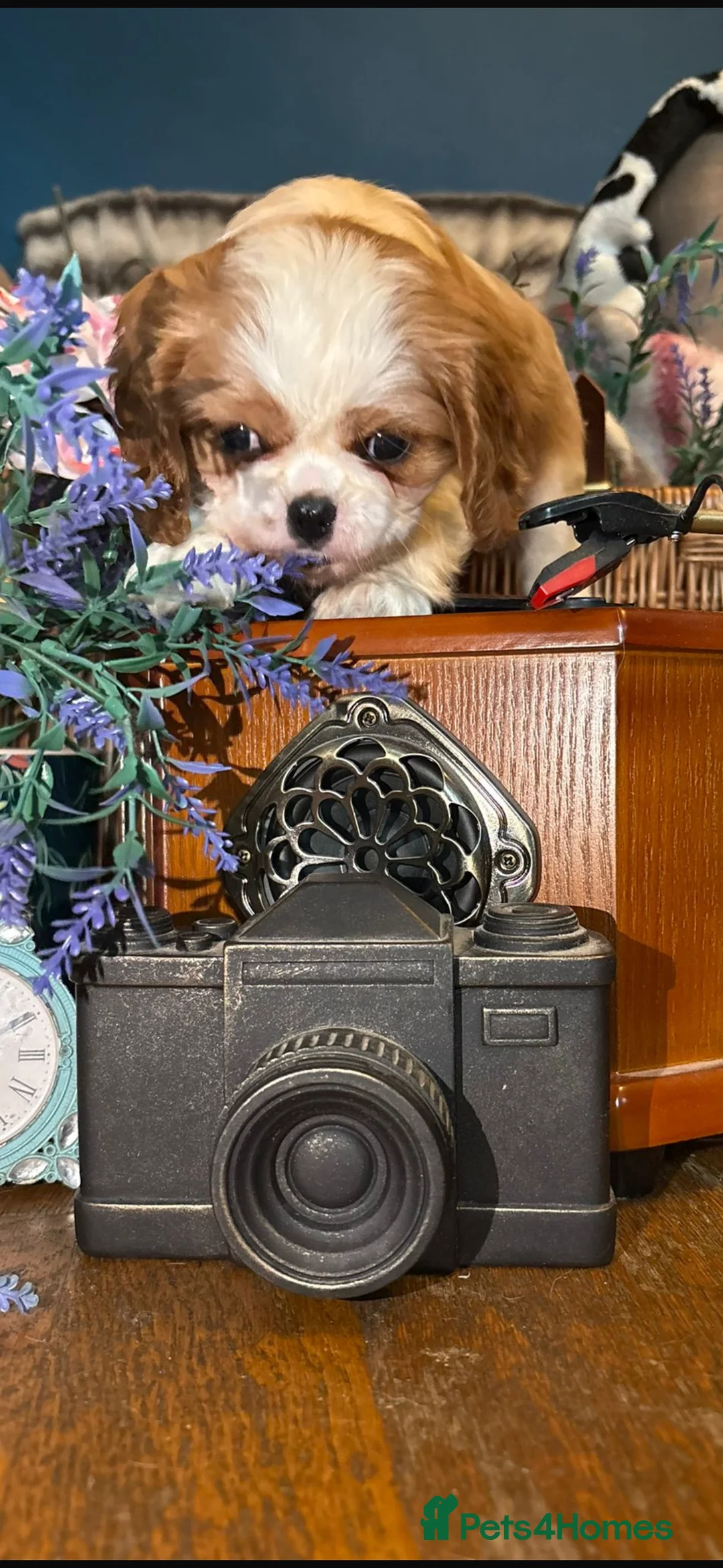 Cavalier King Charles Spaniel dogs for sale: KC PEDIGREE CAVALIER KING CHARLES - Advert 18