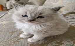 RagaMuffin cats for sale: Ragamuffin kitten's  - Image 3