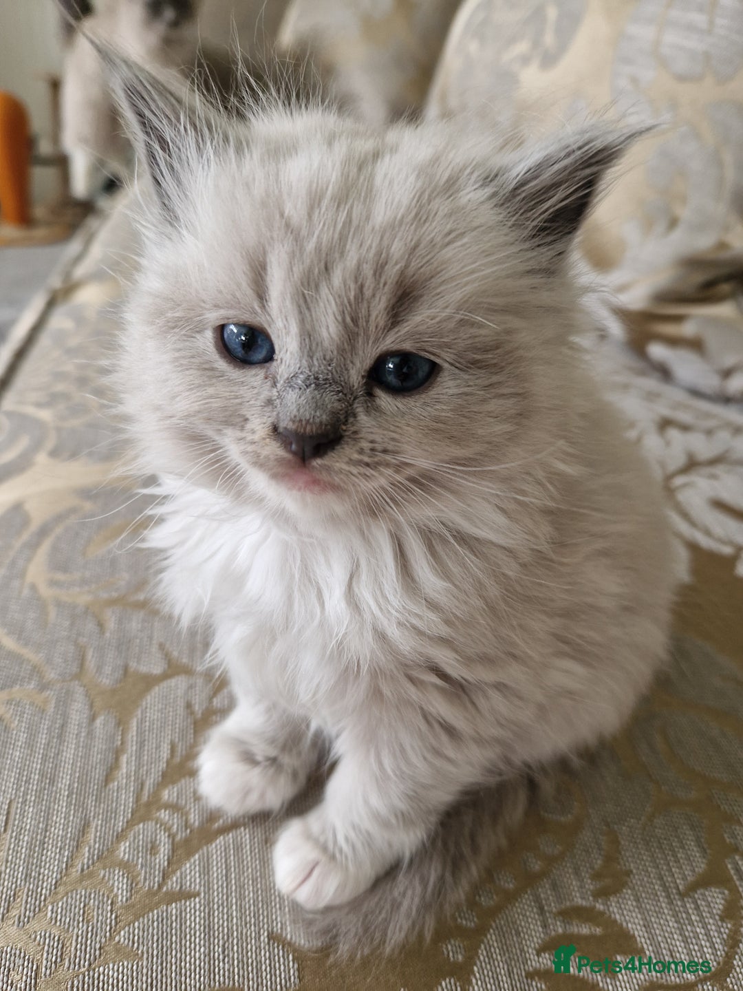RagaMuffin cats for sale: Ragamuffin kitten's  - Image 3