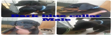 Dark blue collar male