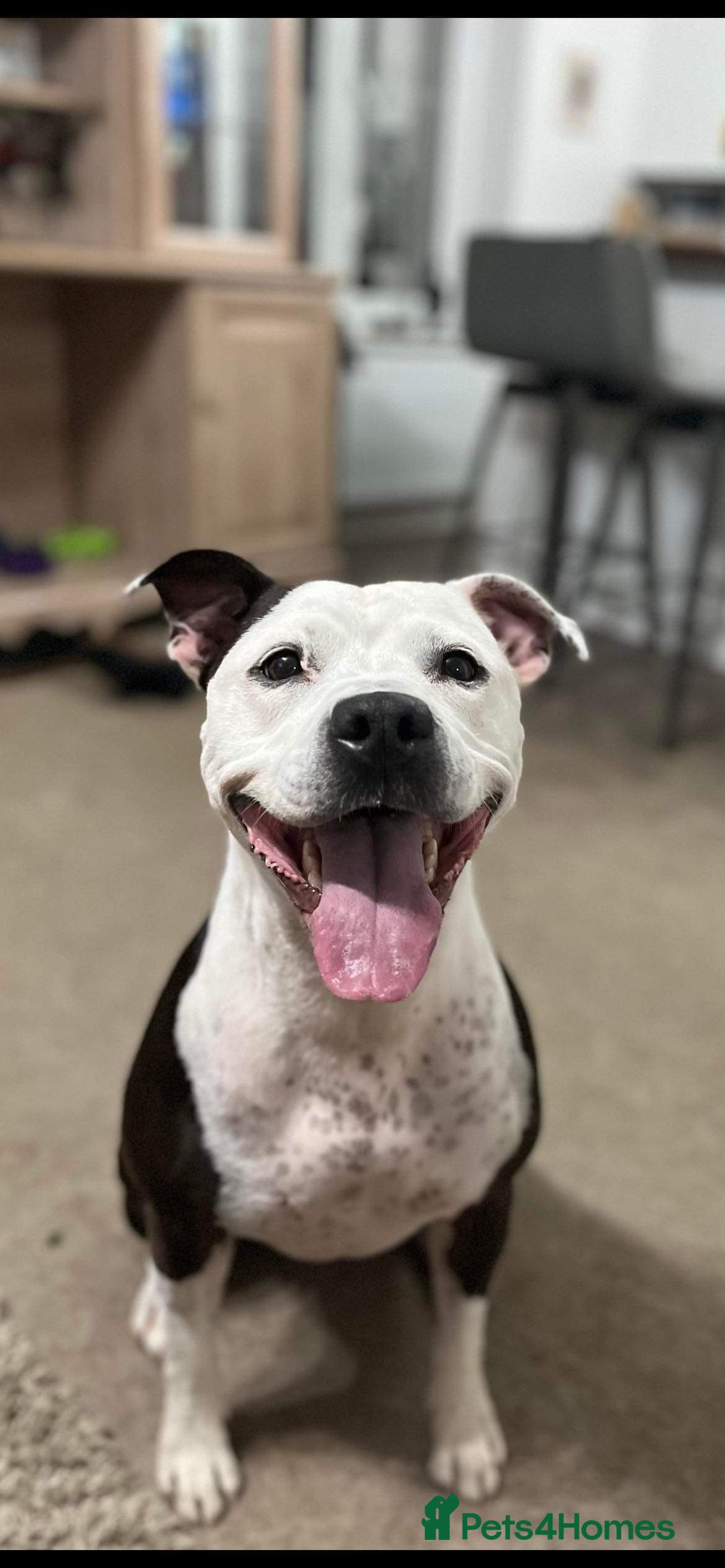 Staffordshire Bull Terrier dogs for sale: Fifi  - Advert 15