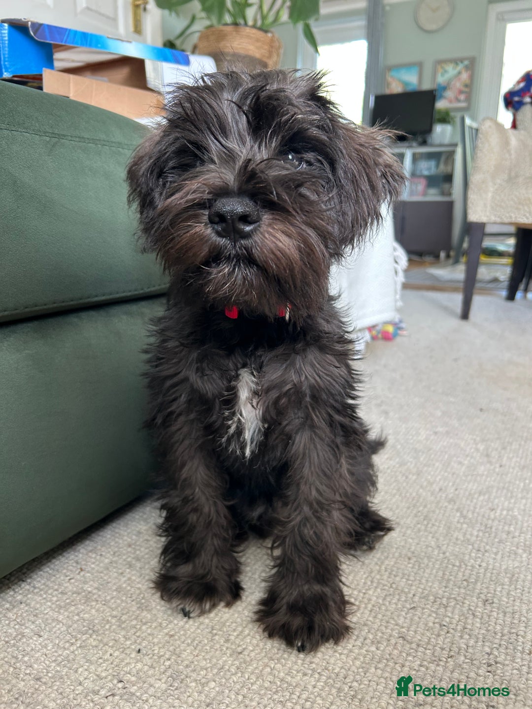 Miniature Schnauzer dogs for sale: Lovely KC Mini Schnauzer 4 months Fully Vaccinated - Image 20