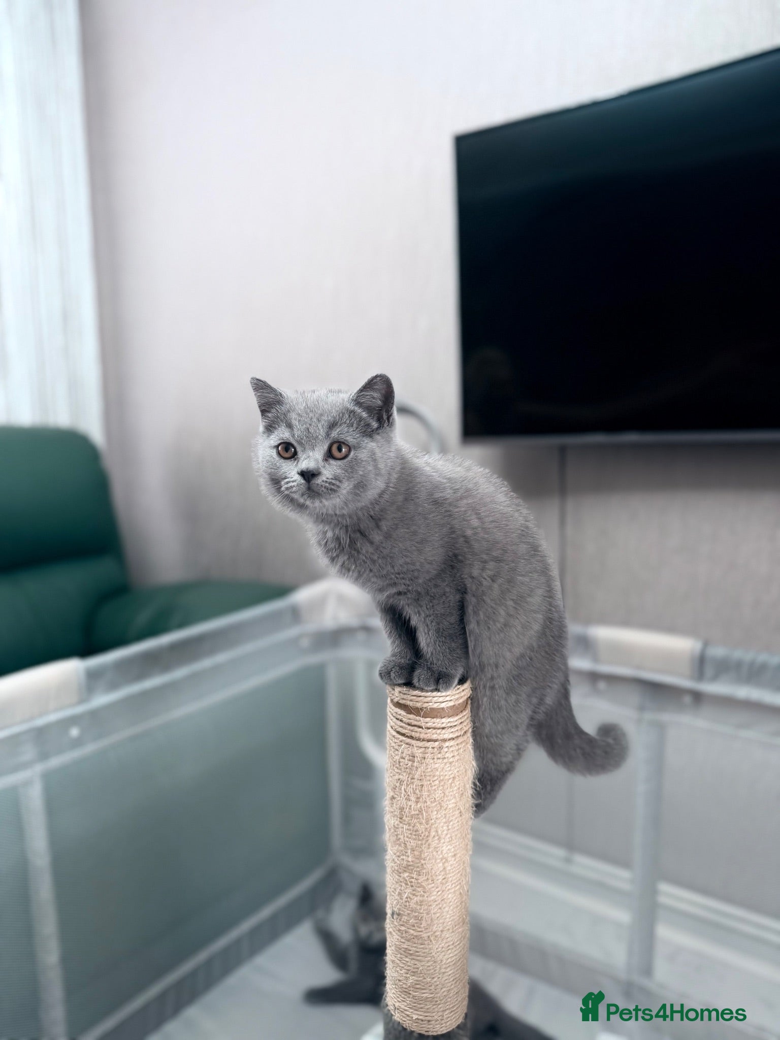 British Shorthair cats British shorthair ❤️❤️ Ready to go 🏡 - Advert 8