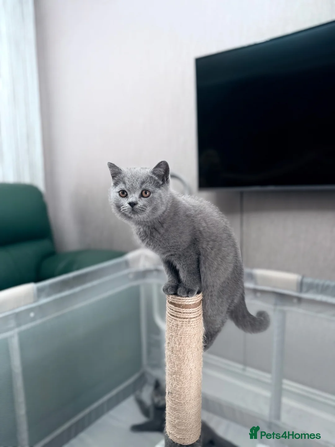 British Shorthair cats for sale: British shorthair ❤️❤️ Ready to go 🏡 - Advert 1