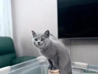 British Shorthair cats British shorthair ❤️❤️ Ready to go 🏡 - Advert 8