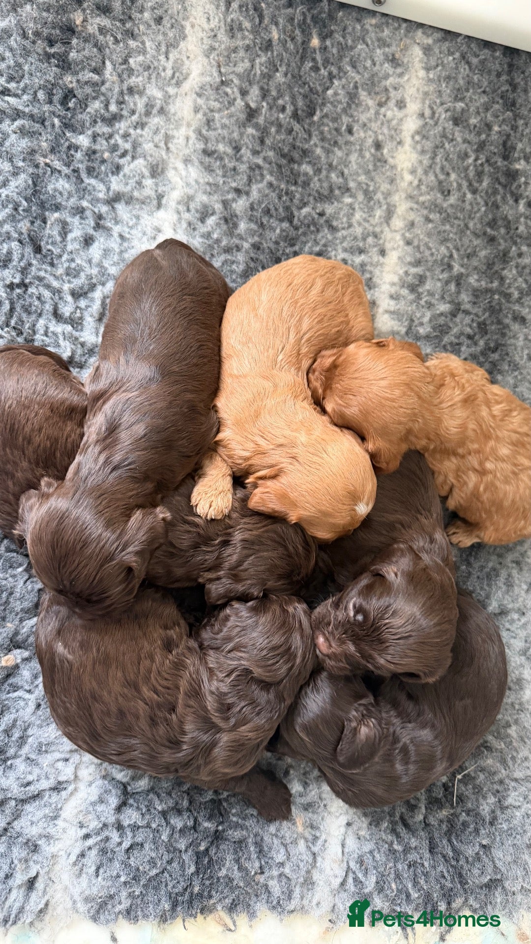 Cavapoo dogs Chocolate Cavapoos amazing quality - Advert 12