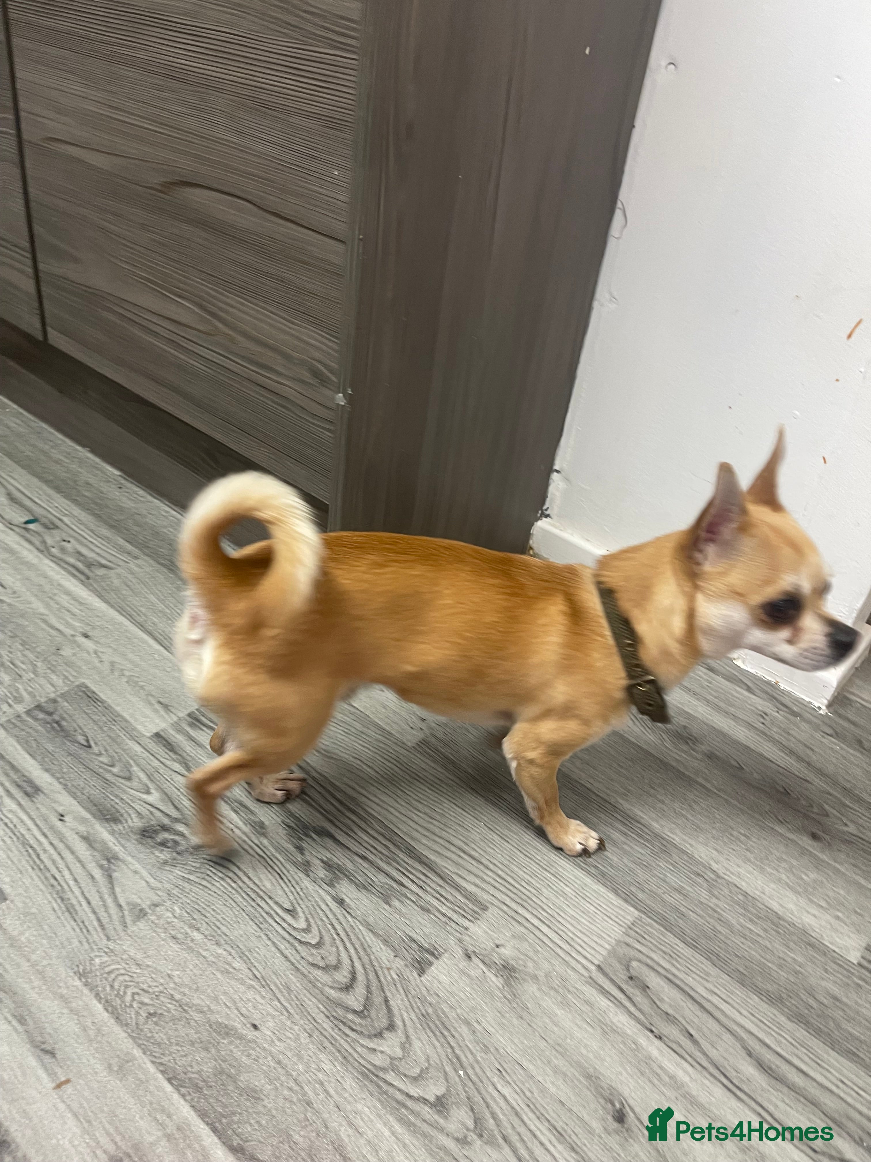 Chihuahua dogs Full bread chihuahua - Advert 1