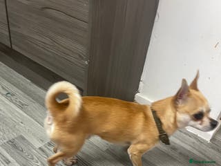 Chihuahua dogs Full bread chihuahua - Advert 1