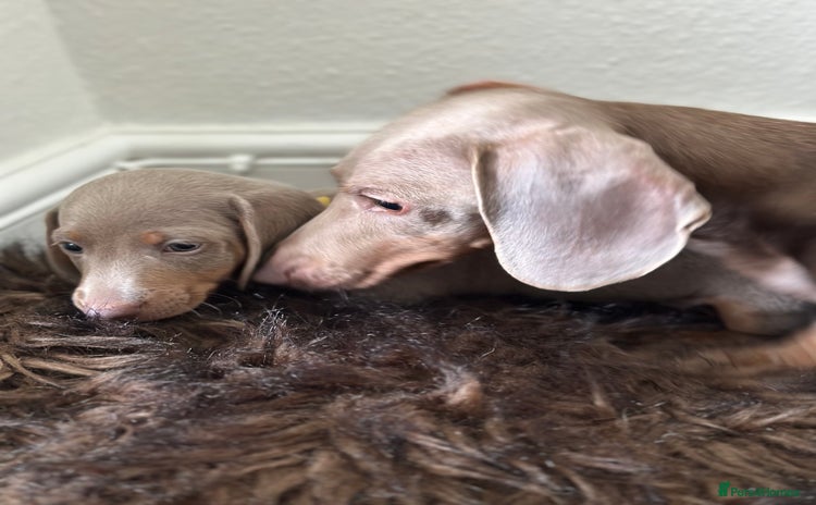 Miniature Dachshund dogs - Advert 14