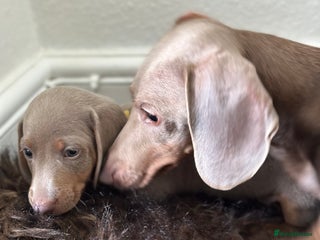 Miniature Dachshund dogs - Advert 9