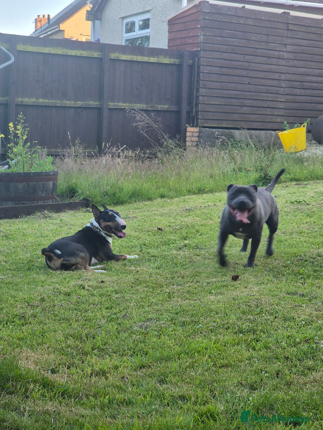 Staffordshire Bull Terrier dogs for stud: Staffordshire Bull Terrier for Stud - Image 10