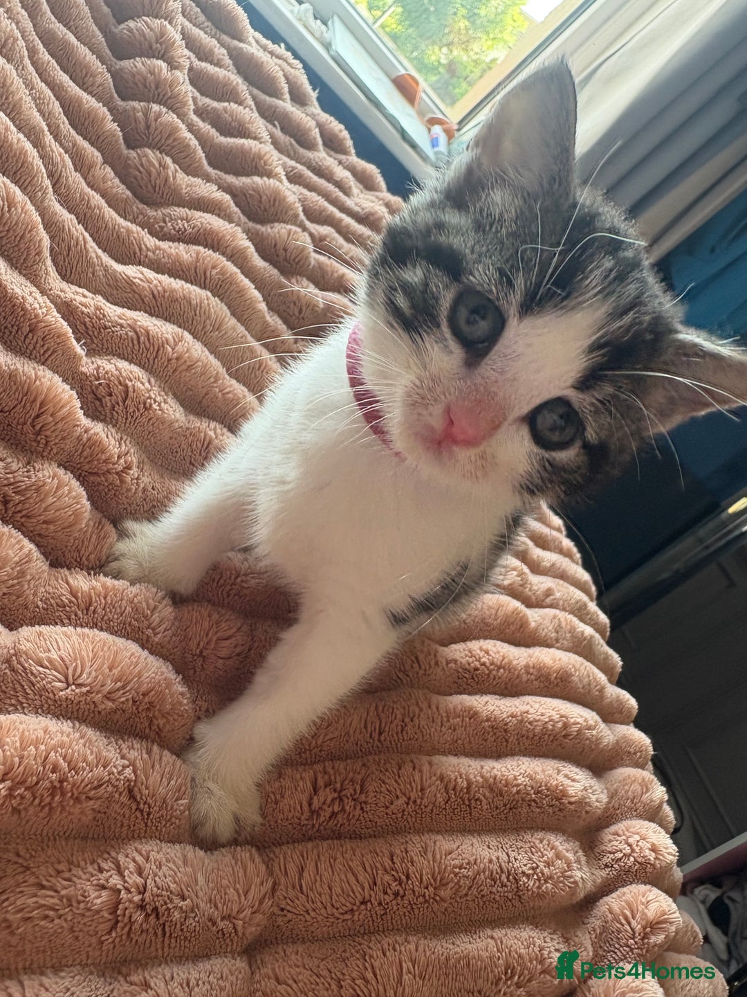 American Shorthair cats for sale: American shorthair x Turkish van kittens  - Image 31