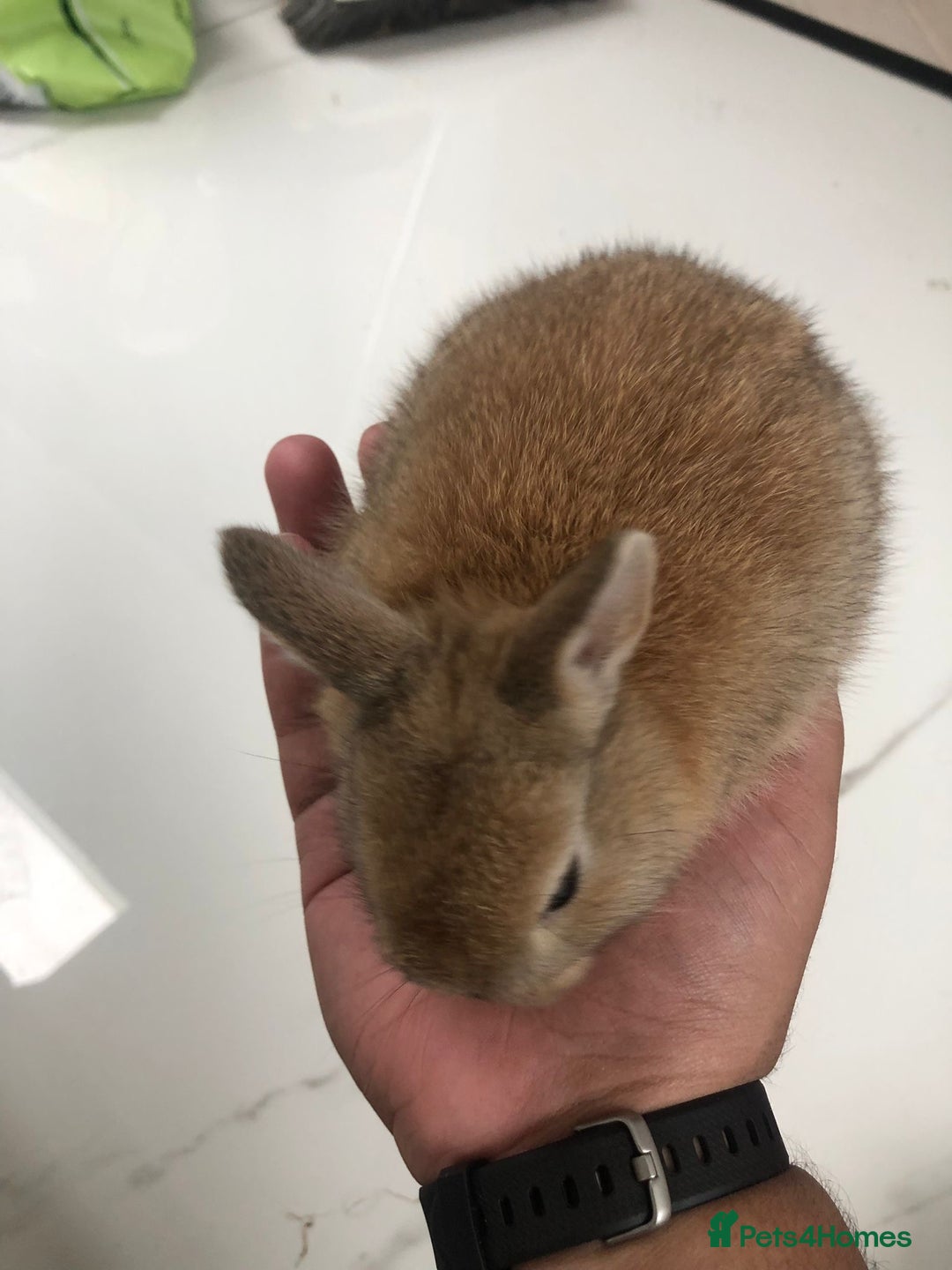 Netherland Dwarf rabbits for sale: Gorgeous Netherland Dwarf Rabbits 6 left 🐰 - Image 17