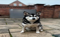 Pomsky dogs for sale: Pomsky - Image 1