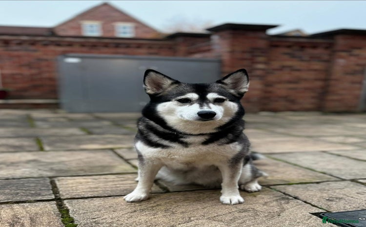 Pomsky dogs - Advert 2