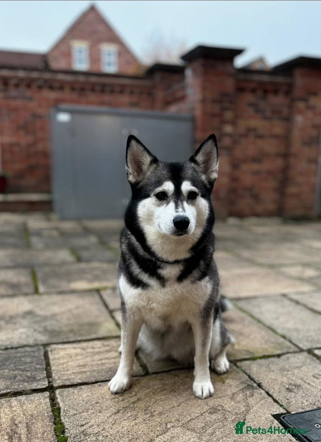Pomsky dogs for sale: Pomsky - Image 1