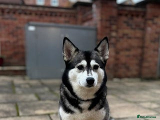 Pomsky dogs - Advert 13