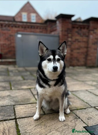 Pomsky dogs - Advert 1