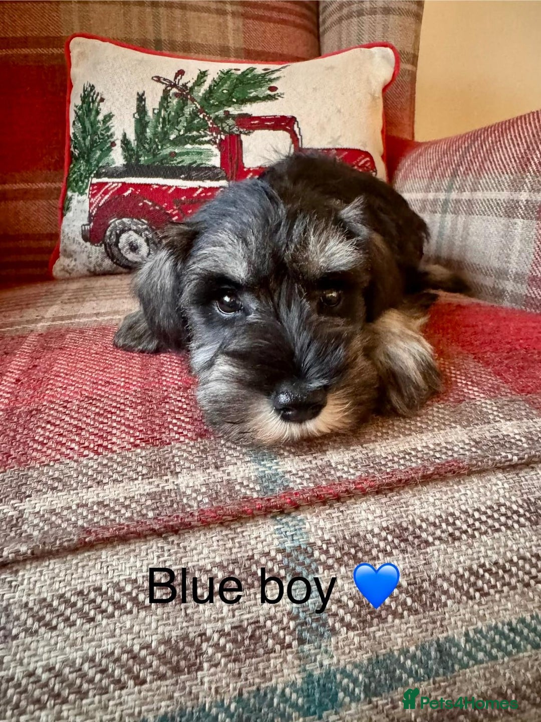 Miniature Schnauzer dogs for sale: KC Registered, Health Tested, puppies available  - Advert 11