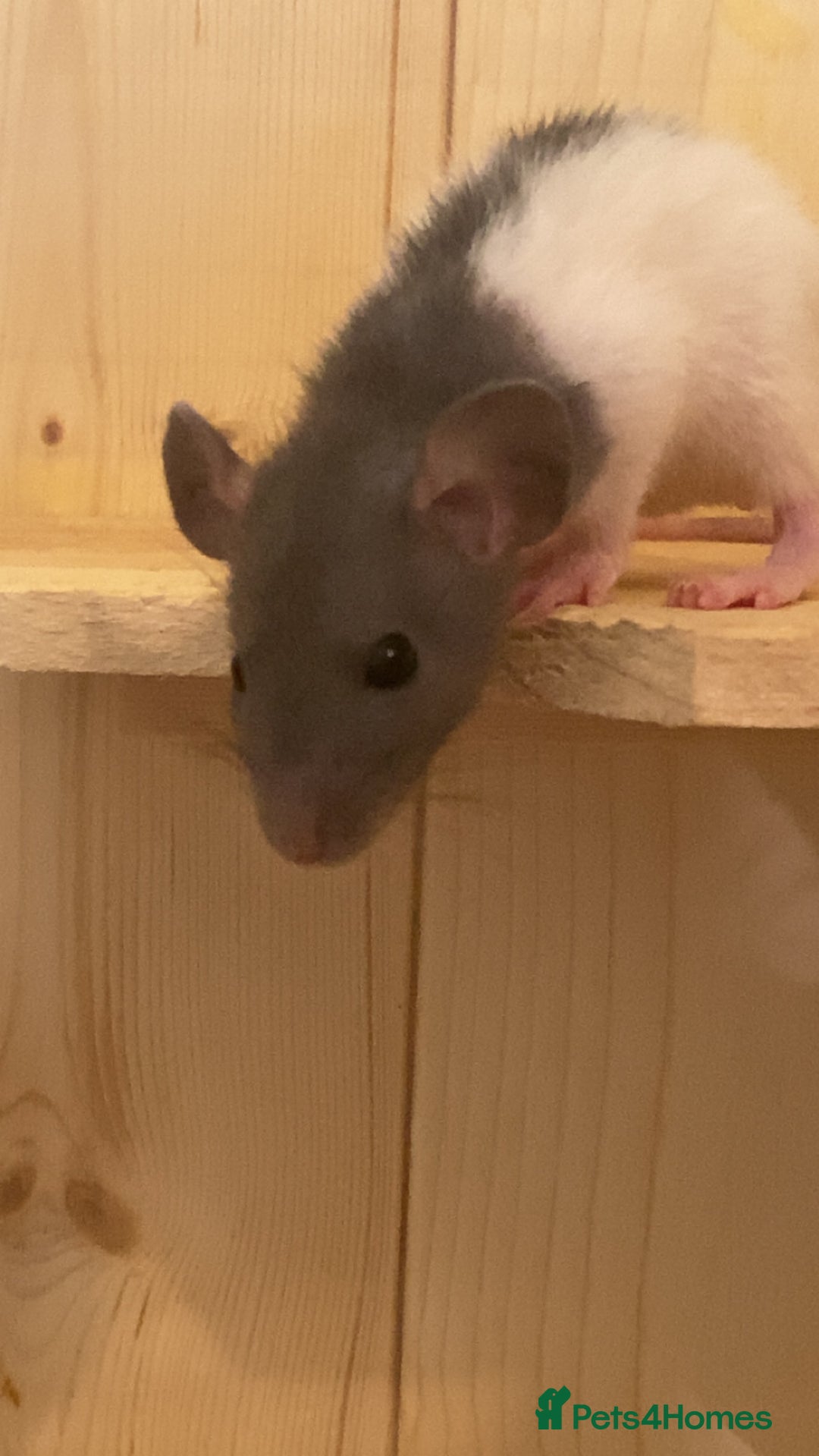 Rat rodents for sale: Dumbo baby rats  - Advert 7