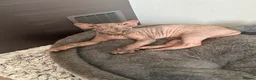 Sphynx cats for sale: Kitten - Advert 16
