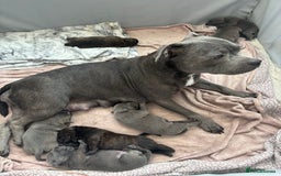 Staffordshire Bull Terrier dogs for sale: Staffordshire bull terrier puppies  - Image 8