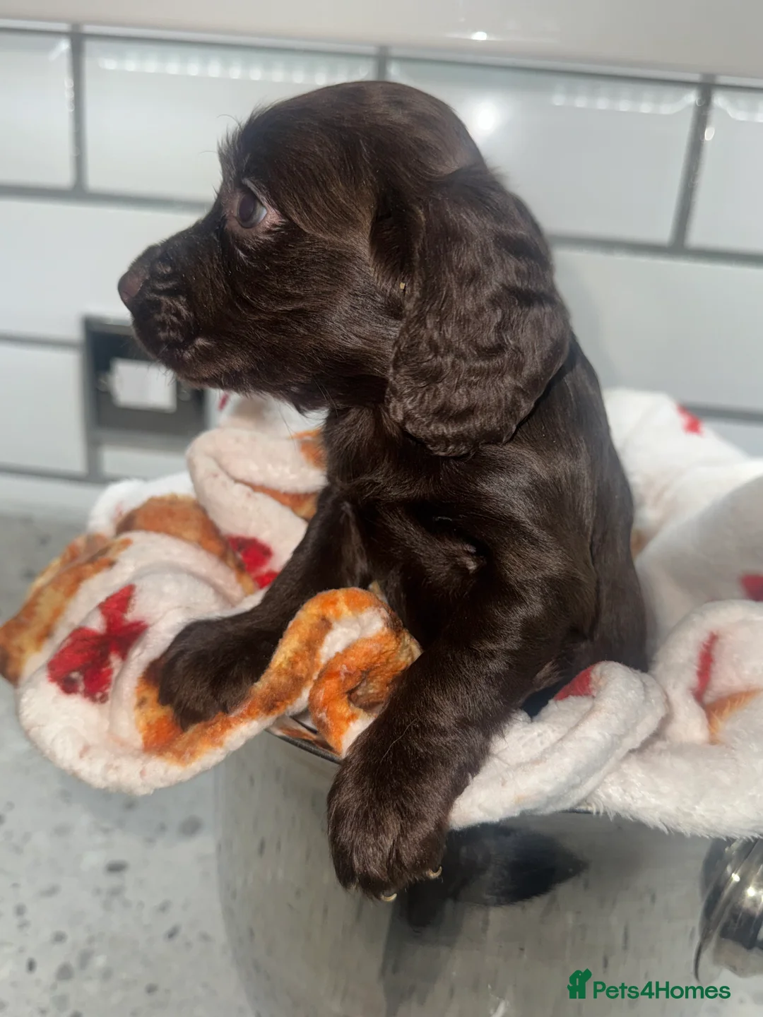 Cocker Spaniel dogs for sale: Cocker Spaniel Puppies.  - Advert 11