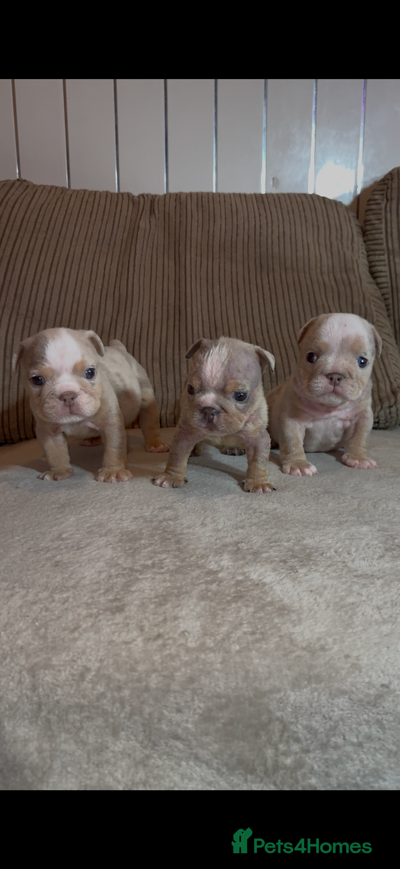 English Bulldog dogs Quality Merle puppies 🐶 🔥 🔥 🔥  - Advert 8