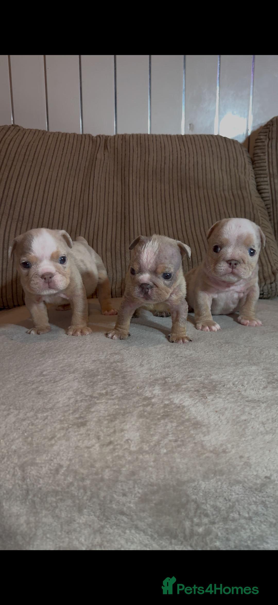 English Bulldog dogs for sale: Quality Merle puppies 🐶 🔥 🔥 🔥  - Advert 1