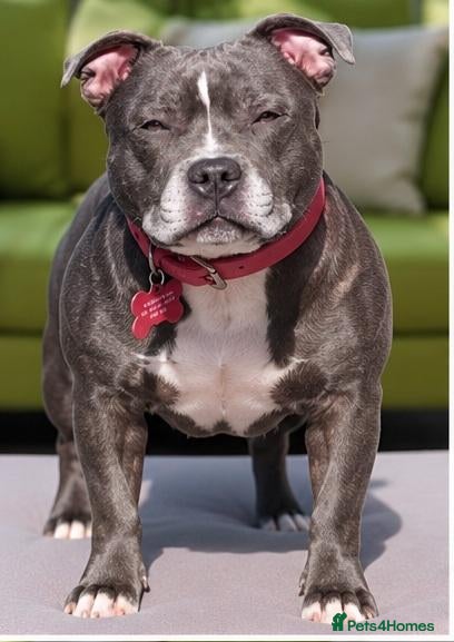 Staffordshire Bull Terrier dogs Beautiful Neutered Staffy Misty – Loving Home - Advert 2