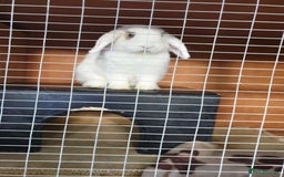 Mini Lop rabbits for sale: Po the rabbit - Image 3