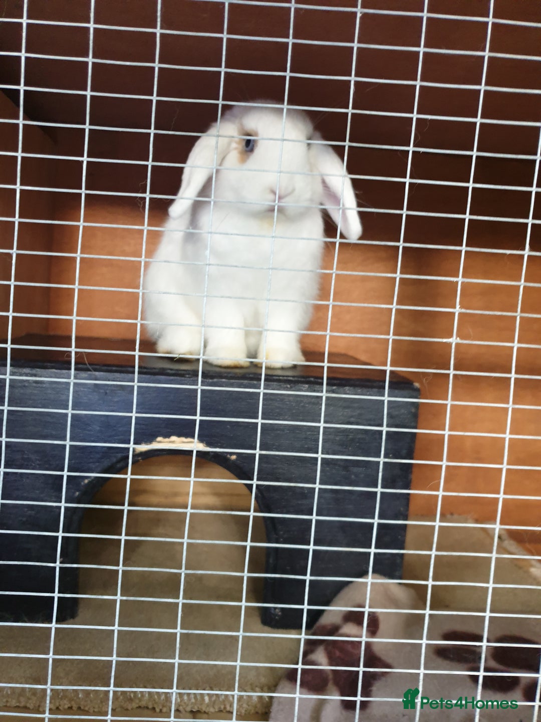 Mini Lop rabbits for sale: Po the rabbit - Image 3