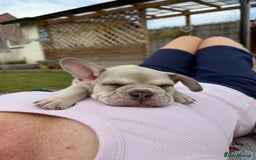 French Bulldog dogs for sale: READY TO GO THIS BANK HOLIDAY WEEKEND £1,300 ONO  - Image 12