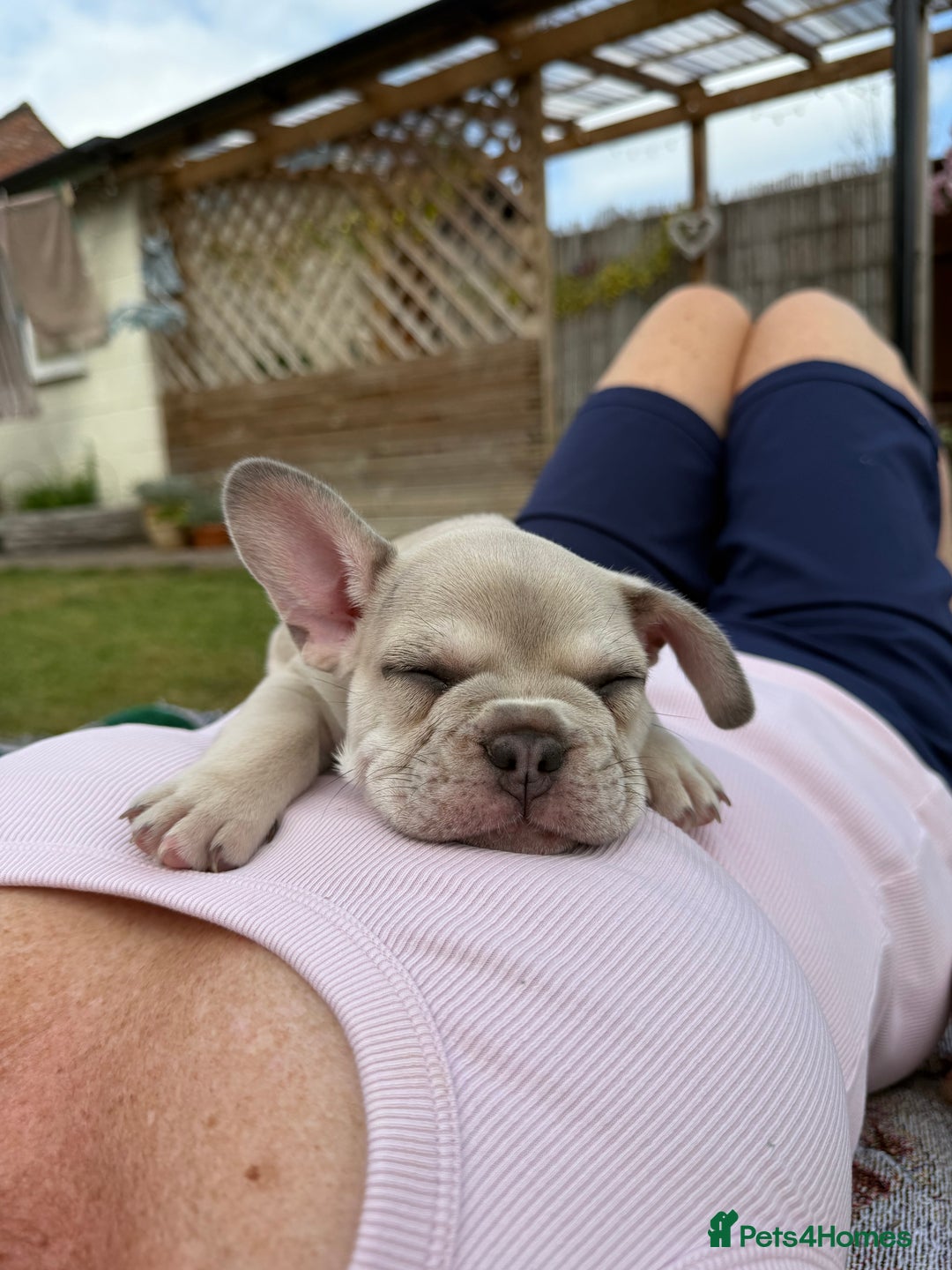French Bulldog dogs for sale: READY TO GO THIS BANK HOLIDAY WEEKEND £1,300 ONO  - Image 12
