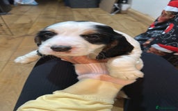 Cocker Spaniel dogs for sale: Beautiful Working Cocker Spaniel puppies - Advert 11
