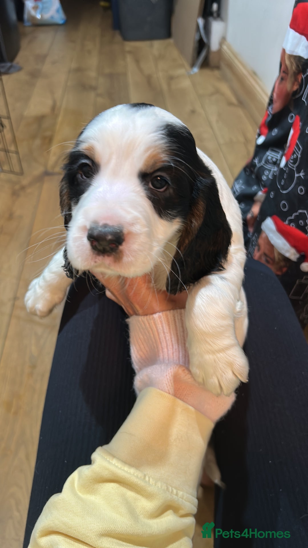 Cocker Spaniel dogs for sale: Beautiful Working Cocker Spaniel puppies - Advert 11