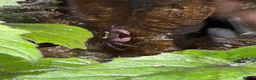 Gecko reptiles for sale: Bioactive Paludarium  - Advert 5