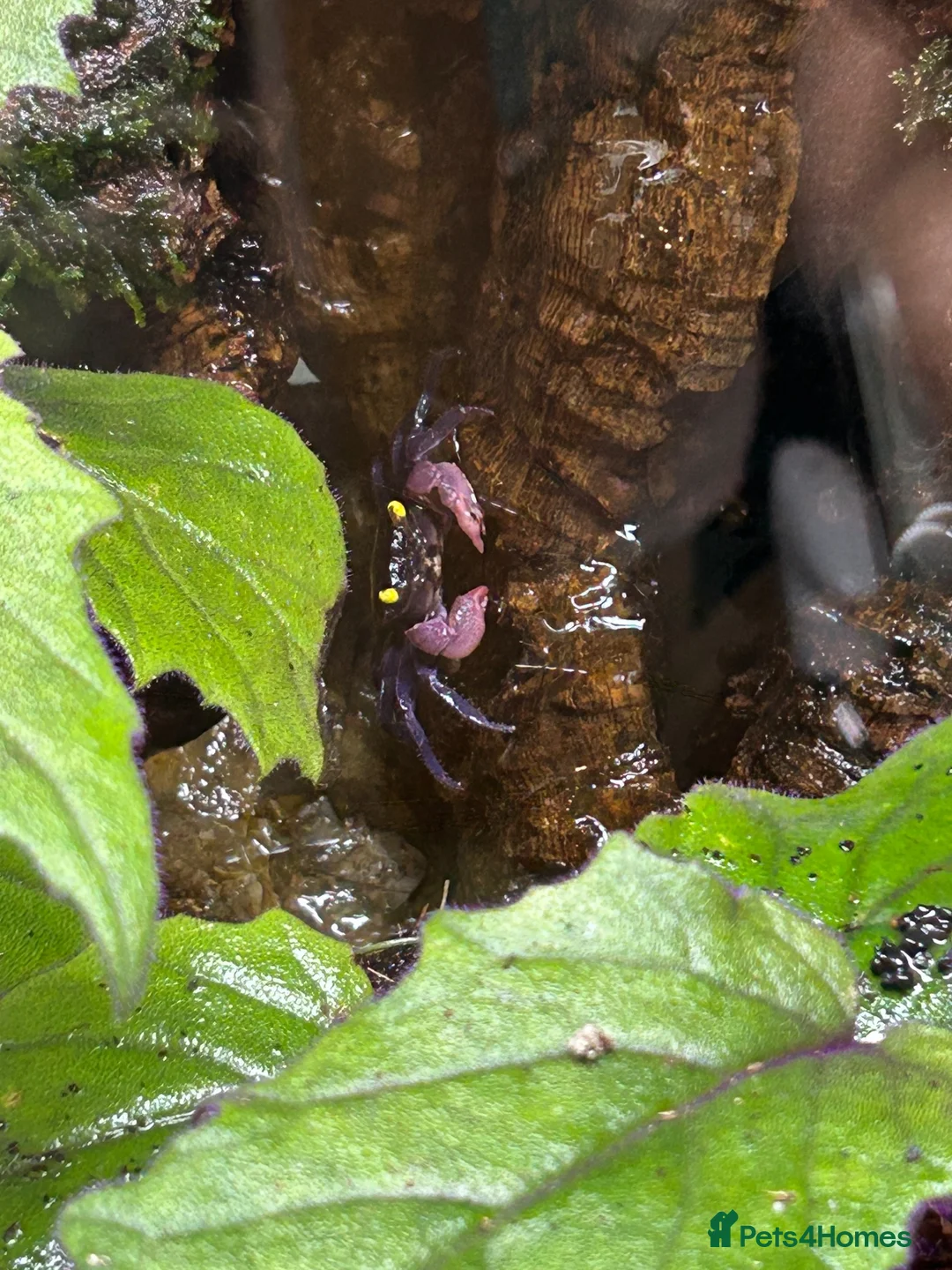 Gecko reptiles for sale: Bioactive Paludarium  - Advert 5