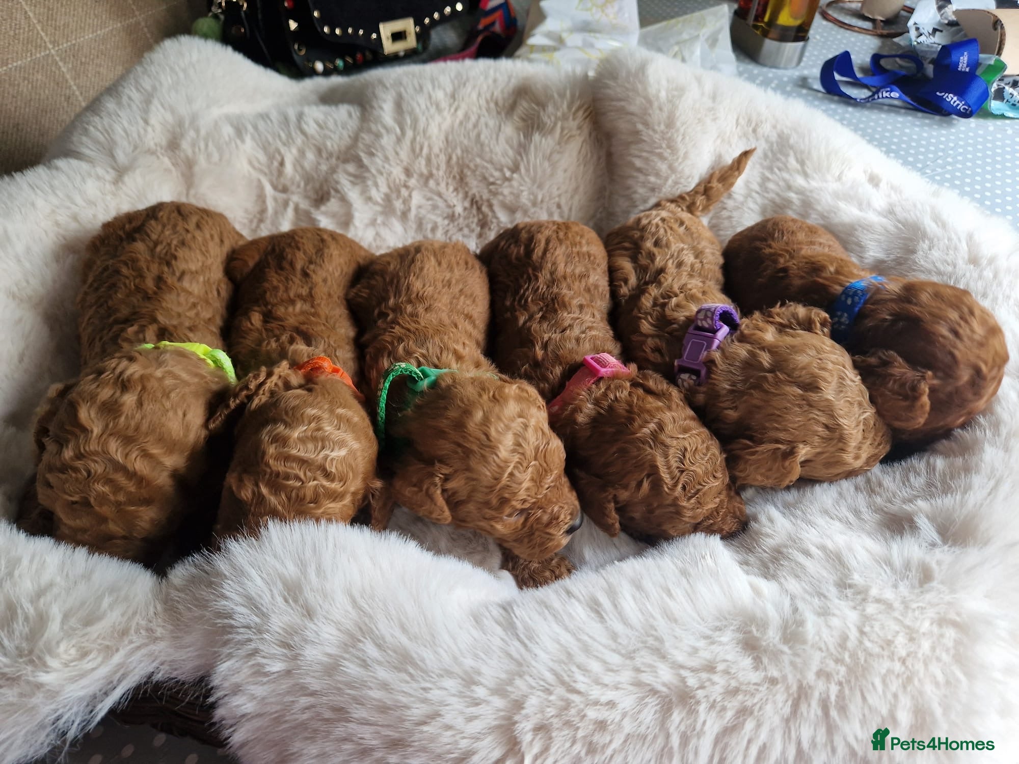 Cavapoo dogs 🐶🌸Stunning F1b Toy Cavapoo’s dark fox red 🐾 - Advert 11