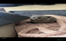 British Shorthair cats for sale: Beautiful chunky british shorthair kittens - Image 10