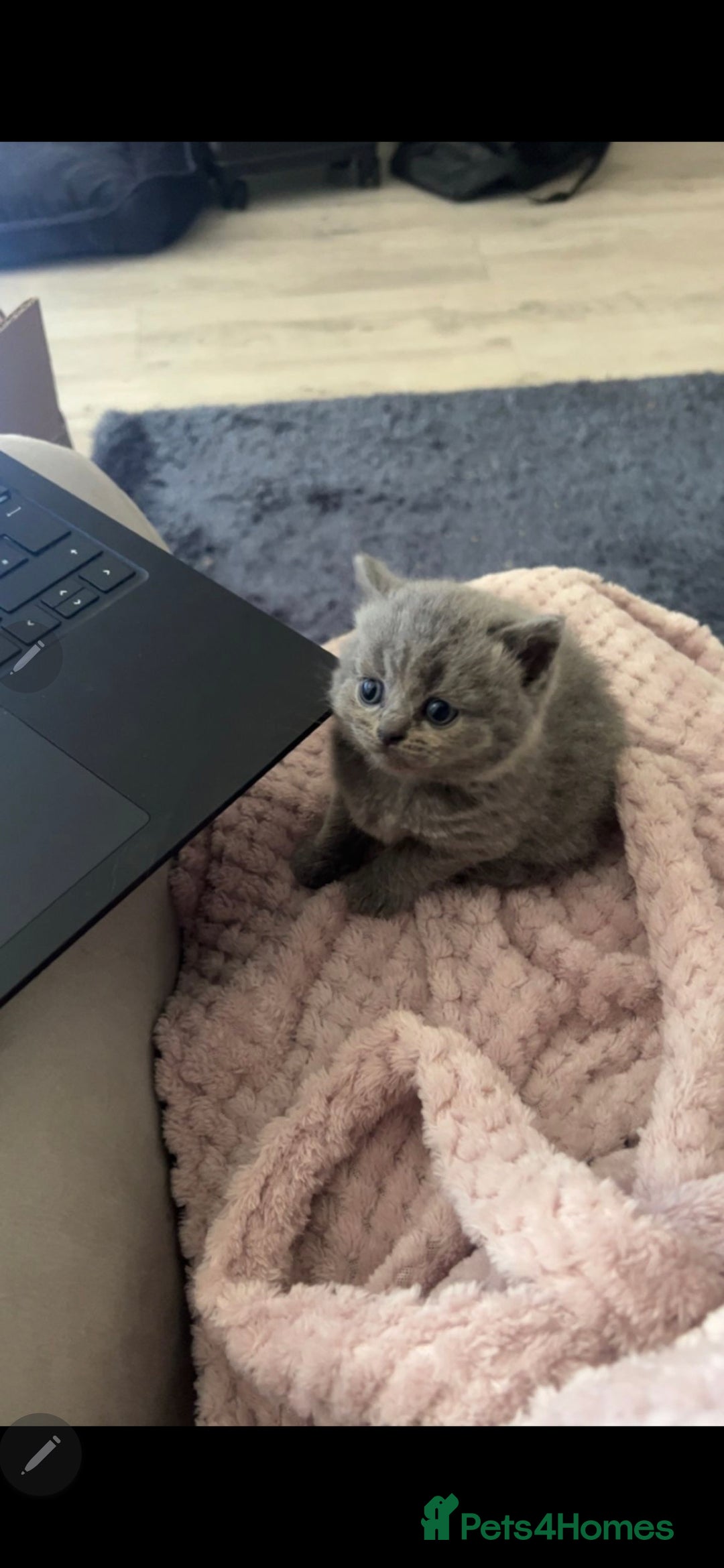 British Shorthair cats for sale: Beautiful chunky british shorthair kittens - Image 10